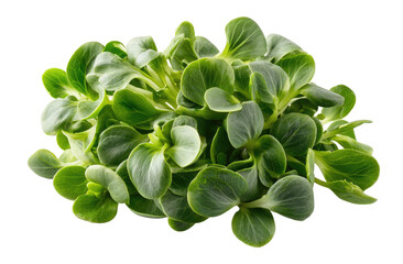 Close-up of fresh, vibrant green leafy greens.  A cluster of tightly packed, delicate leaves, exhibiting a lush texture
