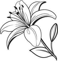 Fototapeta premium Elegant black and white line drawing of a blooming lily flower