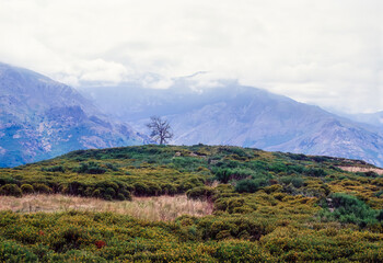 Bare tree in the center of autumnal vegetation with mountains in the background in Corsica
