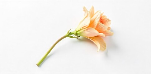 Fototapeta premium A single wilting flower, isolated on a stark white background, symbolizes loneliness and exhaustion The delicate petals droop, conveying a sense of weariness and isolation , nature, simplicity
