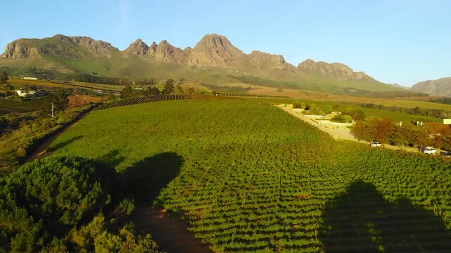sunlit drone casting shadows across vineyard, drone gliding above lush vineyard during sunset glow. Media