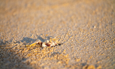 A crab on the beach is running on the white sand. Exotic animals in the resorts of tropical islands. The concept of a beach holiday in the tropics.