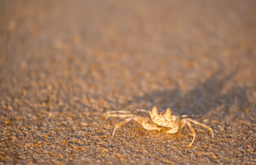 A crab on the beach is running on the white sand. Exotic animals in the resorts of tropical islands. The concept of a beach holiday in the tropics.