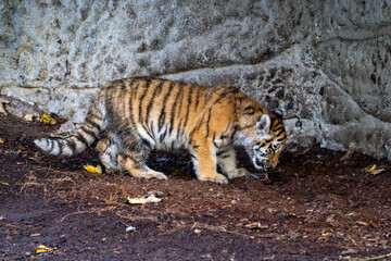 A young Amur tiger cub walks across the forest floor, its striped coat standing out against the earthy background as it investigates its surroundings