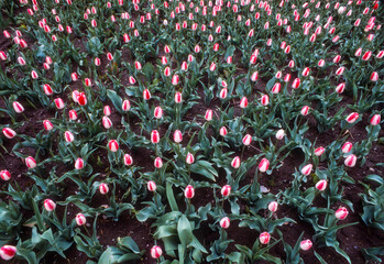 Field of tulips in shades of pink and white