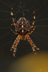 Kreuzspinne im eigenen Netz 