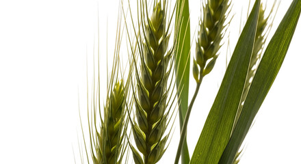 unripe green wheat stalks, with detailed texture and fine awns, cutout, PNG isolated on transparent background