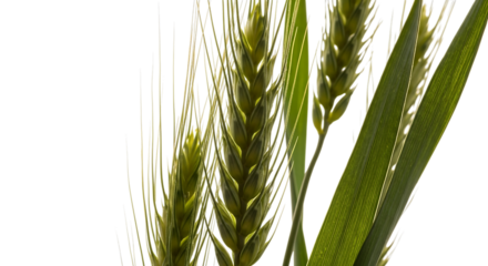 unripe green wheat stalks, with detailed texture and fine awns, cutout, PNG isolated on transparent background