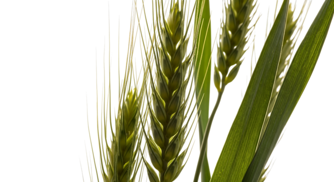 unripe green wheat stalks, with detailed texture and fine awns, cutout, PNG isolated on transparent background