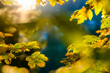 Autumn yellow leaves of oak tree with acorns in autumn park. Fall background with leaves in sun lights with bokeh. Beautiful nature landscape.