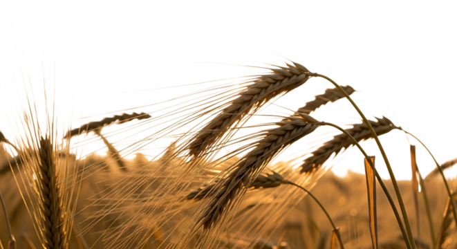 golden wheat stalks, with long awns illuminated by warm sunlight, cutout, PNG isolated on transparent background