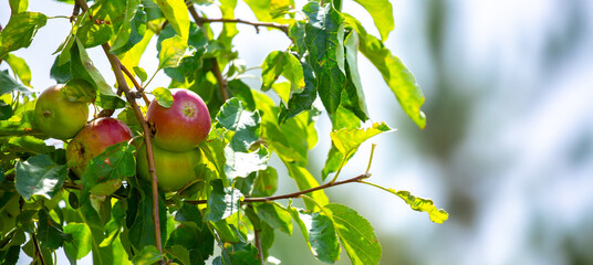Harvest of apples on a plantation in the garden. Fruit trees with apples. Ripe fruits on the...