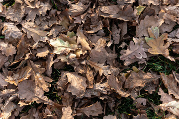 A natural carpet of dry, brown oak leaves scattered on the ground with hints of green grass underneath. The image captures the texture and warm colors of autumn foliage, suitable for background.