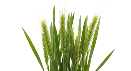 green wheat stalks, with detailed grains and long leaves, cutout, PNG isolated on transparent background
