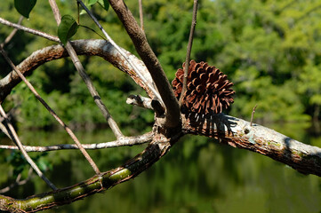 A wind blown pine cone stuck in the crook of a twisted branch tree