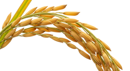 golden rice stalk, with green stem and leaves, cutout, PNG isolated on transparent background