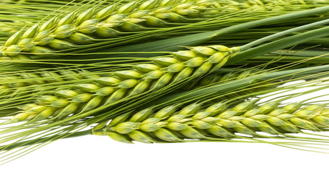 green wheat stalks, with detailed texture and natural pattern, cutout, PNG isolated on transparent background