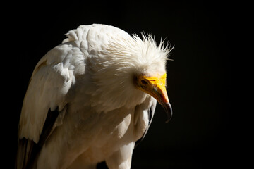 A close-up of a vulture against a black background. A large predator perched on a branch in the wild. African birds.