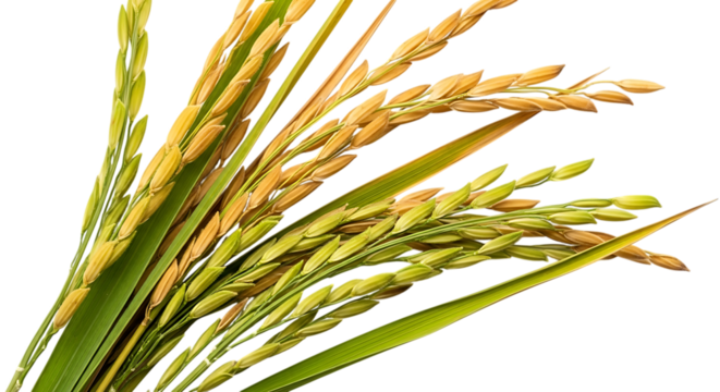 rice stalks, ripe and unripe with green leaves, cutout, PNG isolated on transparent background