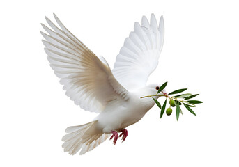 Obraz premium White Dove of Peace With Olive Branch Illustration