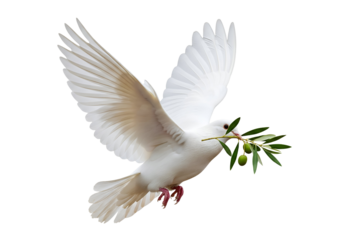 White Dove of Peace With Olive Branch Illustration