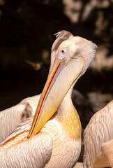 Pink pelecans perch on a rocky coastline. A close-up of a flock of pink pelicans. Waterfowl at their nesting site.