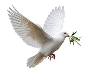 Dove of Peace with Olive Branch, Symbol of Hope and Peace