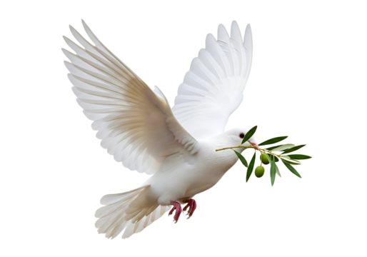 White Dove of Peace With Olive Branch Illustration
