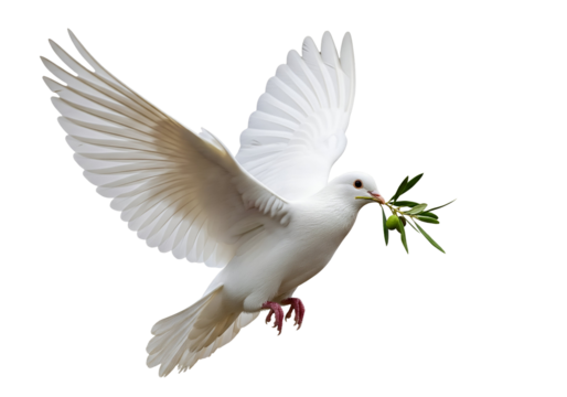 Dove of Peace with Olive Branch, Symbol of Hope and Peace