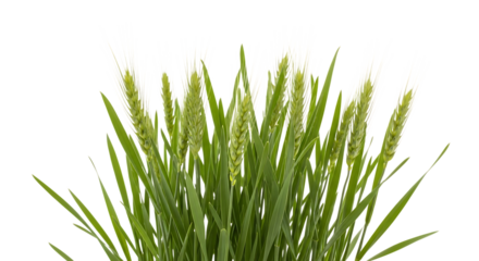green wheat stalks, with long awns and blades, cutout, PNG isolated on transparent background
