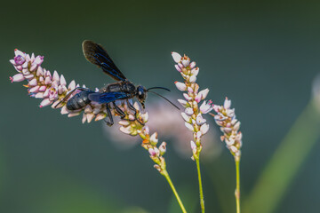 Great black wasp perched on a pink flower.