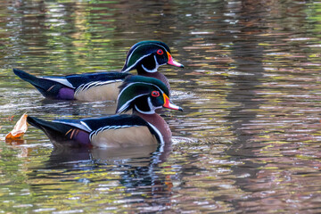 Pair of male wood ducks swimming in a pond.