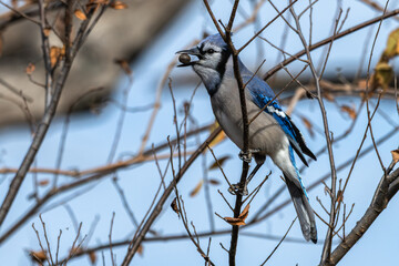 Blue jay perched in a bare tree with a nut in its beak. © Lecia Michelle