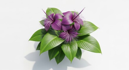 A vibrant purple flowering plant with lush green leaves on a clean white background.