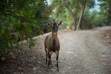 A calm wild goat standing on a forest trail surrounded by soft natural tones. Peaceful woodland atmosphere and a gentle wildlife portrait.