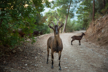 A wild goat standing calmly on a forest trail with softly blurred goats in the background. Gentle natural tones and a peaceful woodland atmosphere.
