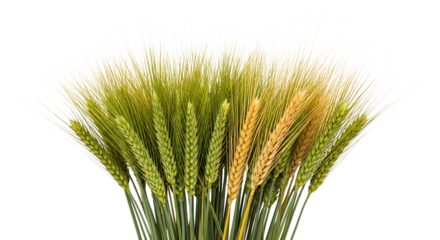wheat stalks, green and golden with long whiskers, cutout, PNG isolated on transparent background