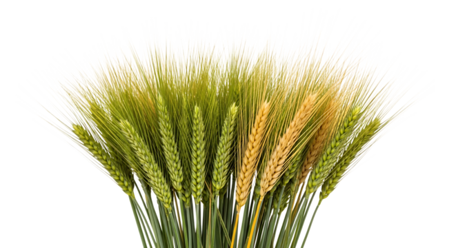 wheat stalks, green and golden with long whiskers, cutout, PNG isolated on transparent background