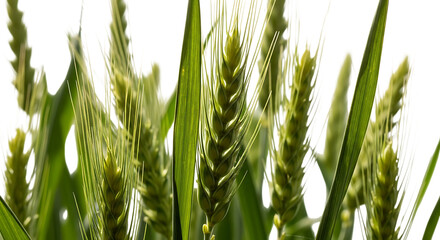 Fototapeta premium green wheat stalks, with detailed texture and blades, cutout, PNG isolated on transparent background