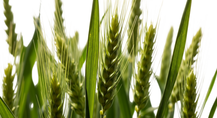 green wheat stalks, with detailed texture and blades, cutout, PNG isolated on transparent background