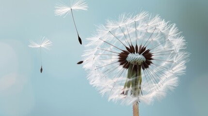 Dandelion seeds blowing in the wind against a soft blue sky.