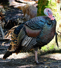 Wild turkey out in the woods