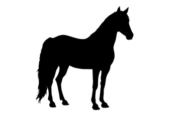 Visual representation of a horse on a white background.
