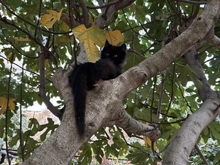 A black kitten sits on tree branch in a garden in autumn