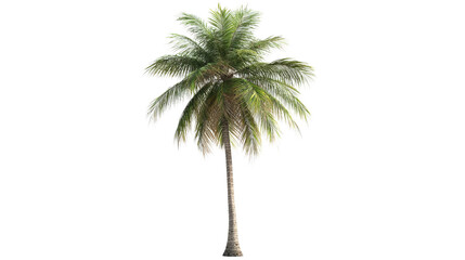 Obraz premium Tall Coconut Palm Tree isolated on a transparent background