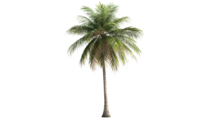 Tall Coconut Palm Tree isolated on a transparent background