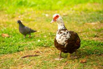 A close-up of a red-headed goose. Geese and ducks stroll across the grass in a green pasture...