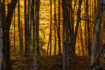 Autumn forest trees, vibrant golden leaves glow in a dense woodland reflecting warm seasonal light.