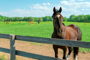 Bay trotter standing in a field near a wooden fence. Herd of other horses grazing in the background