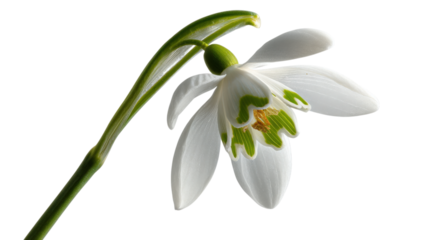 White snowdrop flower with green markings isolated on a transparent background